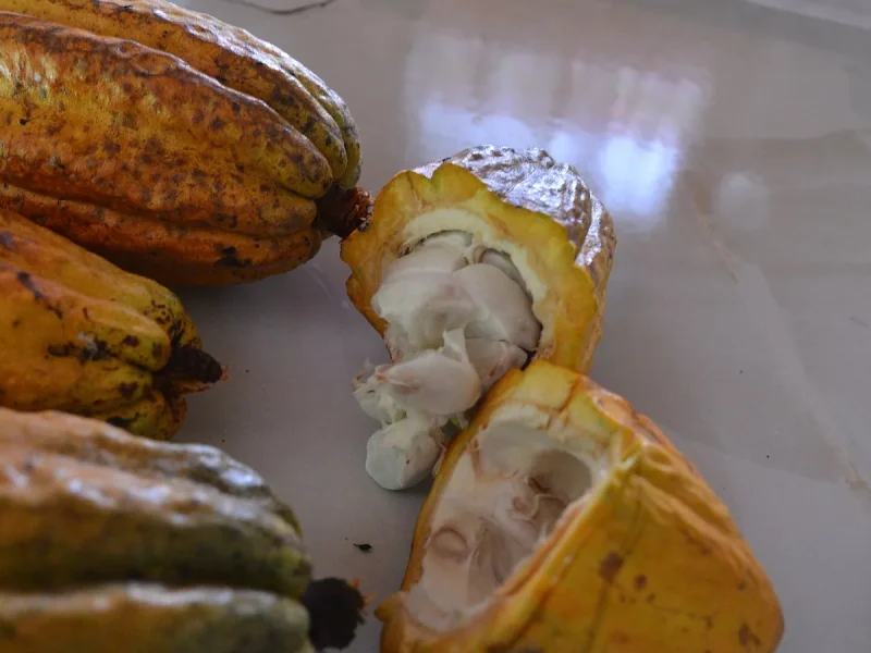 Ripe cacao pods cut open to show the fresh white cacao beans