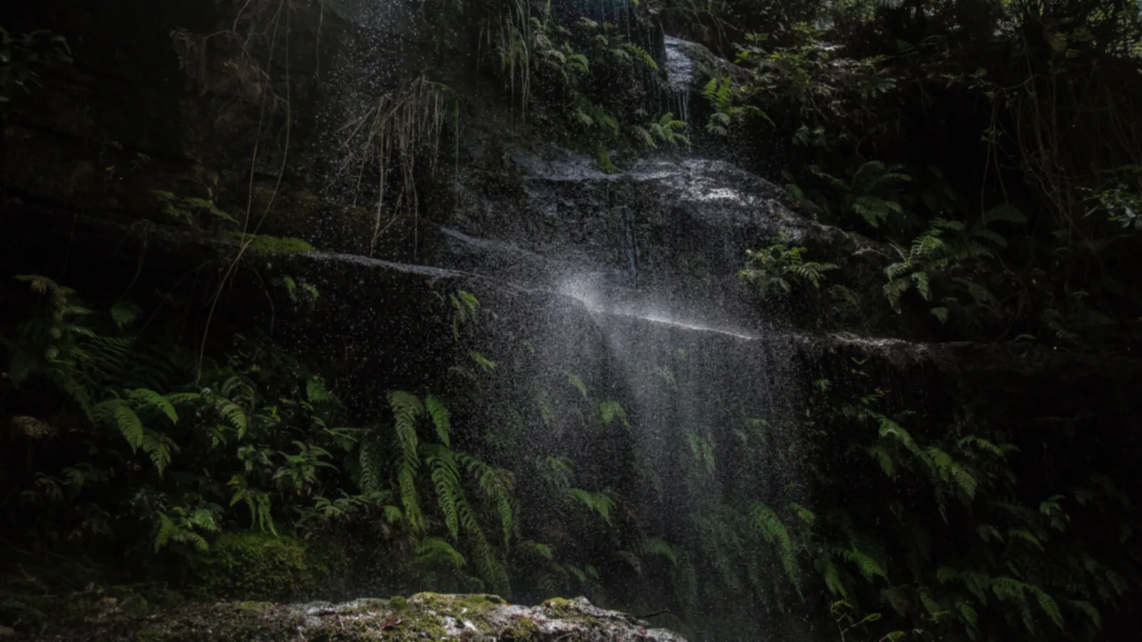 Dense, dark tropical jungle greenery with a thin waterfall in the shadows