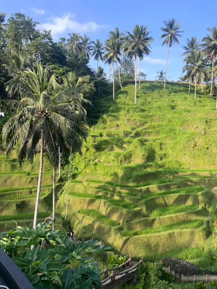 Green rice terraces and tall coconut palms at Tegallalang near Ubud, Bali