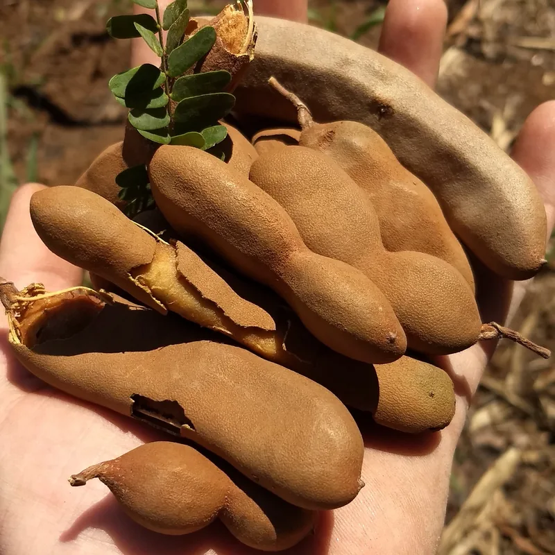 Asam — Tamarindus indica