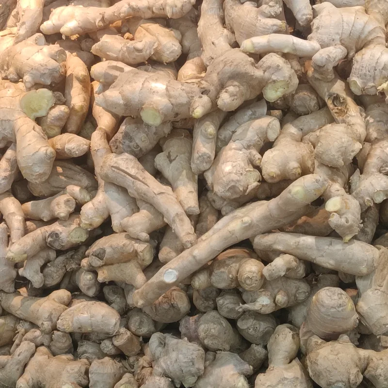 Jahe — Zingiber officinale