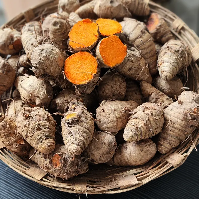 Kunyit — Curcuma longa