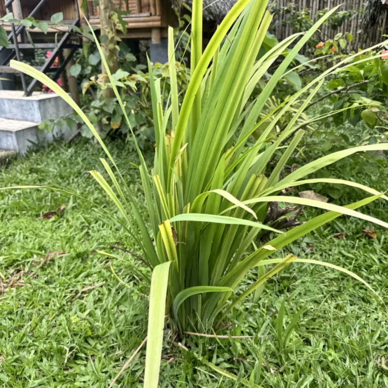Sereh — Cymbopogon citratus