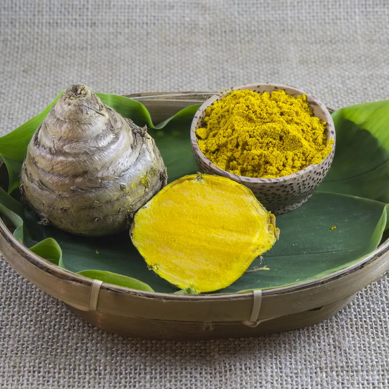 Temulawak — Curcuma xanthorrhiza