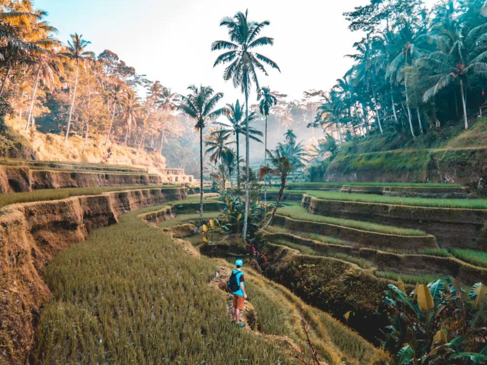 Morning sun over the Tegallalang rice terraces and coconut palms near Ubud, Bali